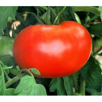 Семена индетерминантного томата 1606 F1, ранняя новинка!!!, (1000 сем.) Lark Seeds